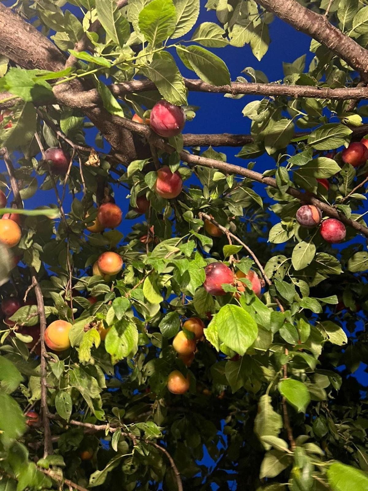 Gjestgiverier Arpet Gjirokastër